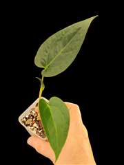 Anthurium NOID