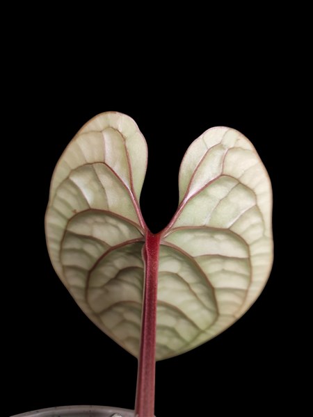 Anthurium Magnificum x sp Napo