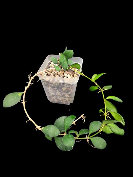 Hoya heuschkeliana Yellow 