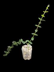 Hoya chinghungensis