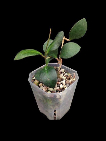 Hoya bakoensis