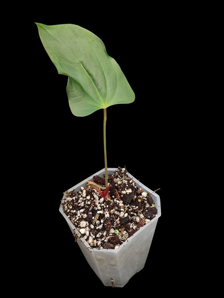 Anthurium Velvet Moira
