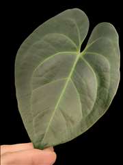 Anthurium Blue Ocean x portillae