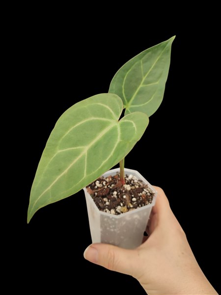 Anthurium NOID