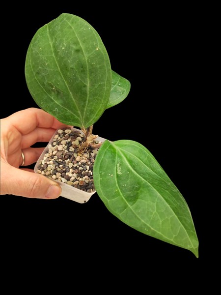 Hoya latifolia sp Sarawak